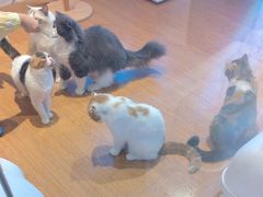 -猫冇咖·家门口的撸猫馆(大融城店)