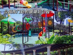 -银湖山郊野公园-相思林