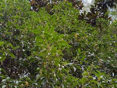 -狼山风景名胜区