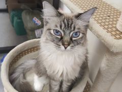 -爱诺耐芙动物医院(万博店)