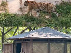 -深圳野生动物园