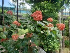 -东莞植物园