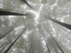 -武陵山森林公园