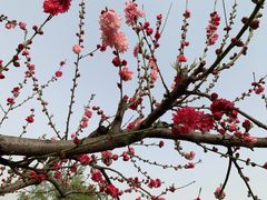 -西安浐灞国家湿地公园