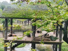 -中国大熊猫保护研究中心雅安碧峰峡基地