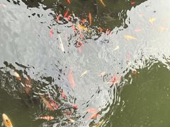 -豫园湖心亭茶楼