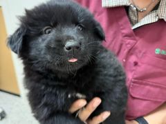 -瑞派康怡24h宠物医院·犬猫医疗中心·微创绝育(瑞景分院)