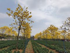 -天适樱花悠乐园