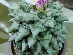 -东南花都花博园