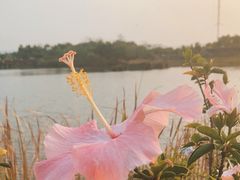-福田红树林生态公园