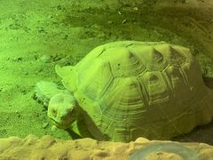 -上海大自然野生昆虫馆(东方明珠·爬宠昆虫探索中心)