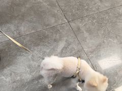 -半岛宠物医院24小时(白果林店)