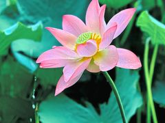 -荔湾湖公园
