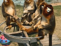 -西霞口神雕山野生动物世界