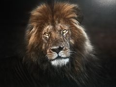 -罗红摄影艺术馆