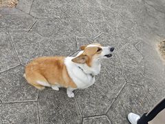 -CoCo都可(无锡百脑汇店)