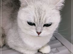 -喵的天空名猫咖啡馆·撸猫·猫舍·用品