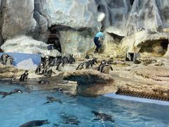 -帝企鹅自助餐厅•儿童岛•真企鹅(长隆企鹅酒店)