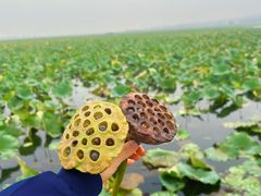 -滕州微山湖红荷湿地景区