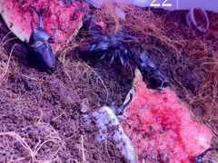 -山东柏宁水族批发广场