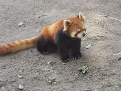 -上海野生动物园