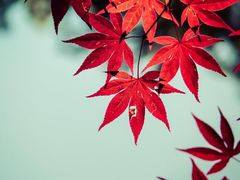 -菲尔雪CAKE(九方店)