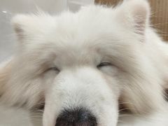 -星多哈·狗咖·拼豆·咖啡