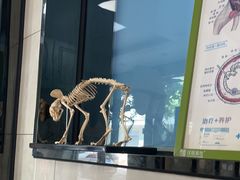 -半岛宠物医院24小时(白果林店)