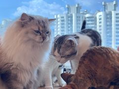 -有喵·猫咖·狗咖·30几只猫10只小狗(岗厦店)