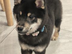 -柴犬小屋·柴餐厅·狗咖食堂(金鼎广场店)