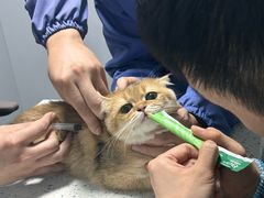 -半岛宠物医院24小时(科华中路店)
