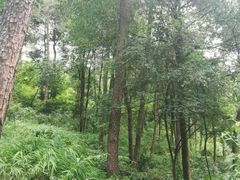 -铁山坪森林公园