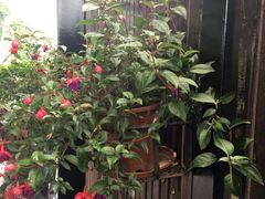 -璟象酒店-爱丽坊景观餐厅