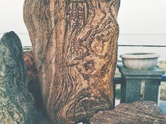 -合肥滨湖国家森林公园