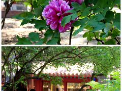 -故宫博物院(故宫)