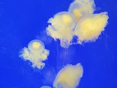 -上海海洋水族馆