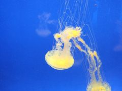 -上海海洋水族馆