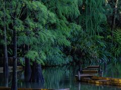 -深圳仙湖植物园