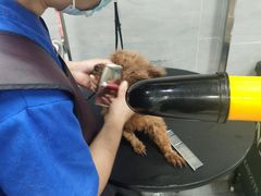 -宠福鑫康馨动物医院·骨科·眼科