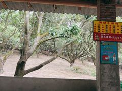 -满記土窑烧鷄波浪山莊