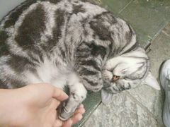 -猫咪博物馆(顶澳仔猫街店)