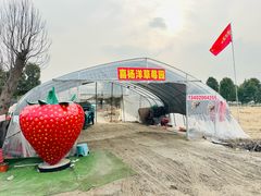 -喜杨洋草莓采摘园