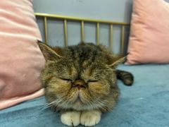 -BABIT巴比特宠物(MOMOPARK店)