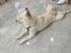 -柴犬小屋·柴餐厅·狗咖食堂(金鼎广场店)