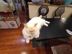 -猫小院猫主题咖啡厅(北锣店)