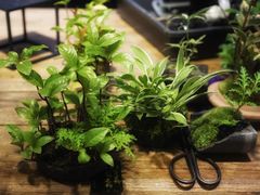 -植觉