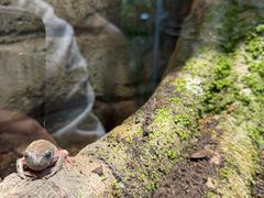 -帕帕拉兹宠物(亚洲旗舰店)