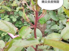-上海滨江森林公园