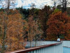 -银湖山郊野公园-相思林