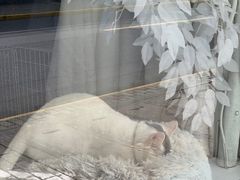 -真老大房鲜肉月饼(南京路步行街店)